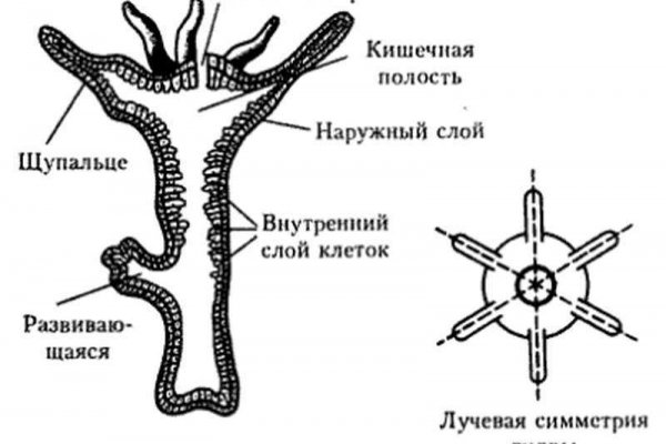 Блэк спрут ссылка blacksprul me