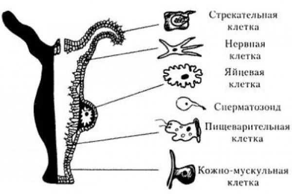 Блэкспрут площадка blacksprut adress com