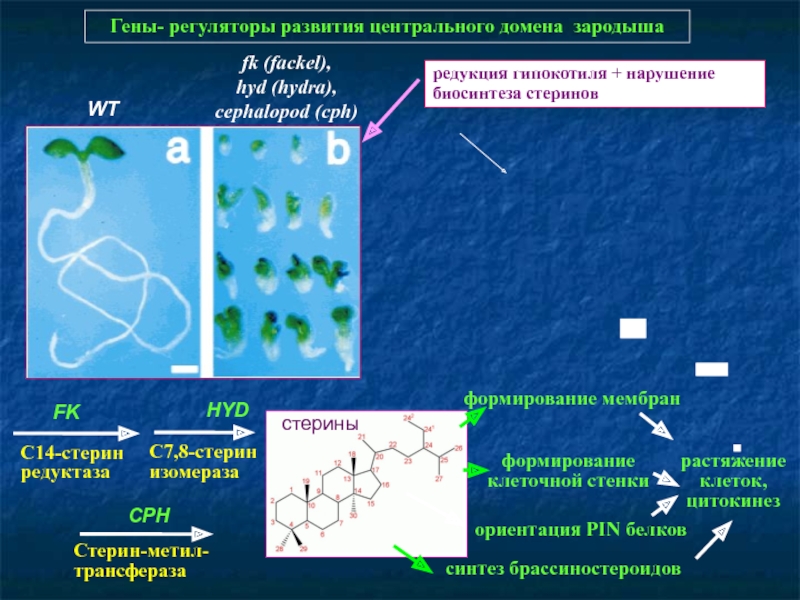 Онион ссылка блэкспрут bs2tor nl